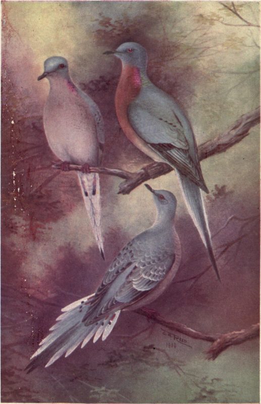 The bird book